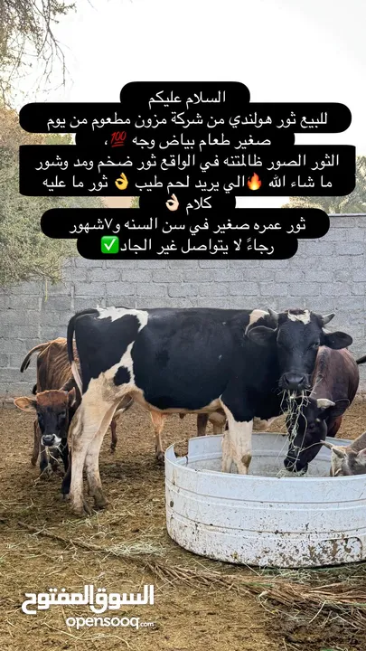 ثور هولندي