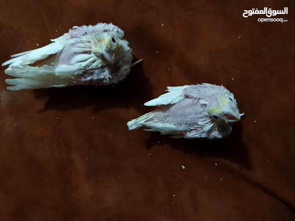 مجموعة طيور جواز كلها شغاله أن شاء الله