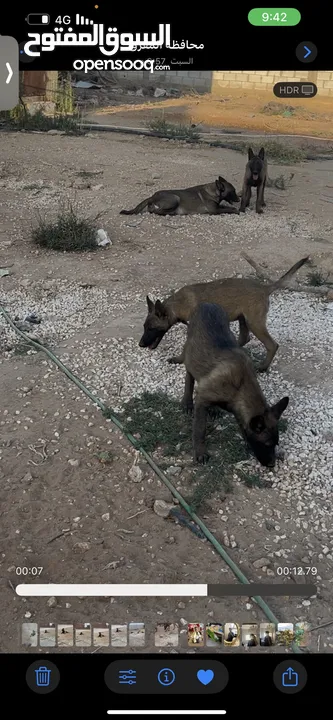 جراو بلجم مالينو مستوا عالي للبيع