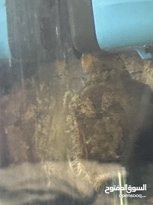 سمكة (stone fish)