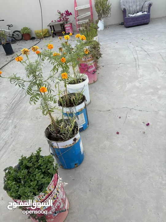 نباتات منزلية للبيع House plants for sale