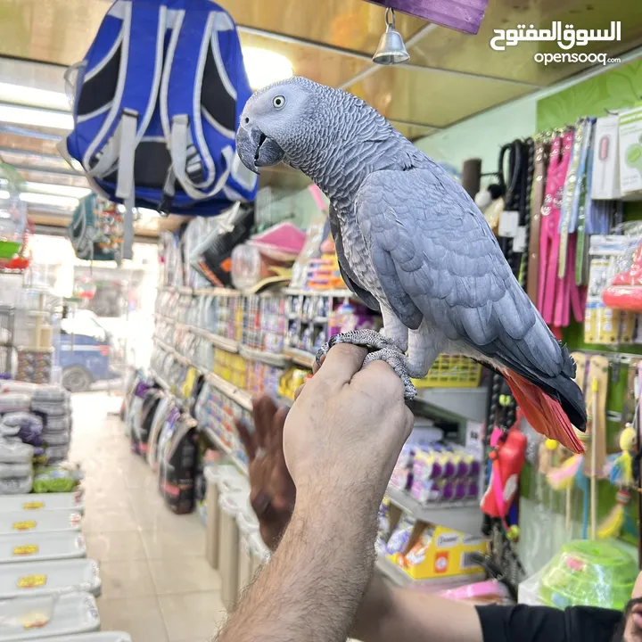 كاسكو مكاو كوكاتو امزون