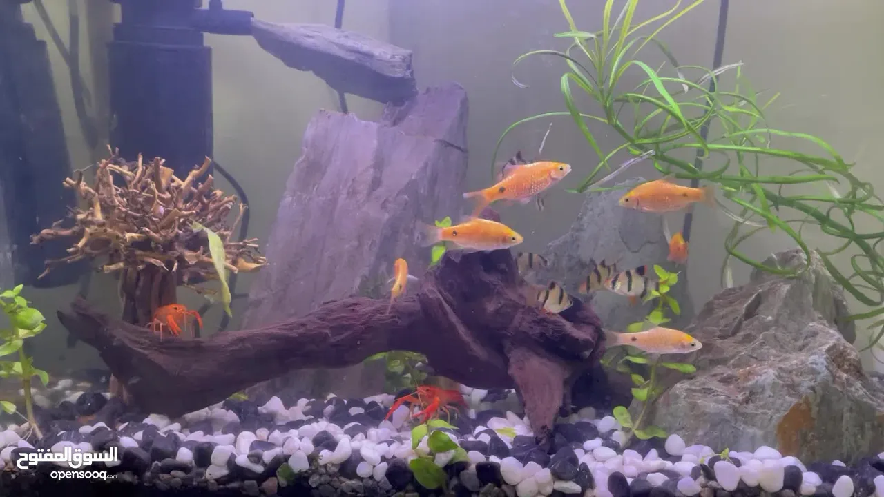 Aquarium / fish tank with live plant and fish