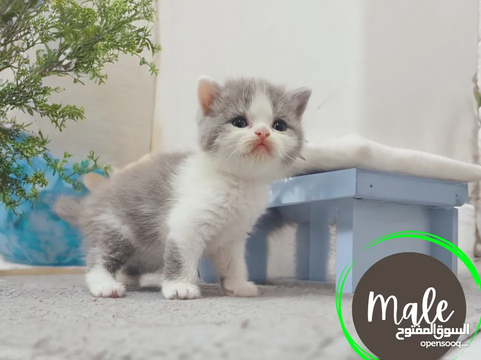 Purebred Scottish Straight and Fold lilac bicolor kittens.