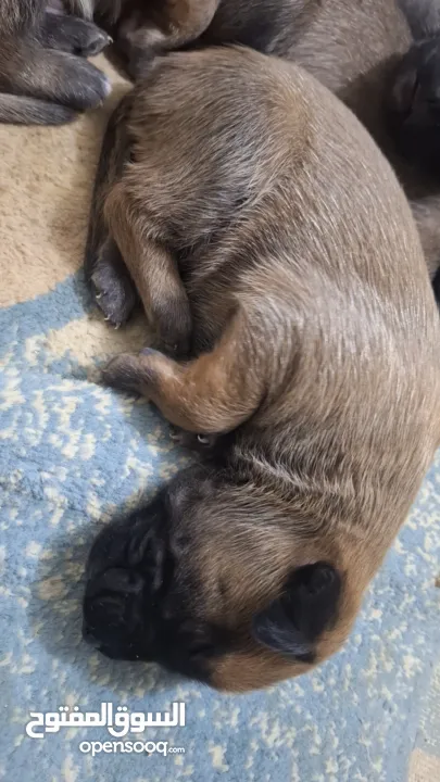 جراو مالينوا الأصل  للبيع  عمر عشرين يوم