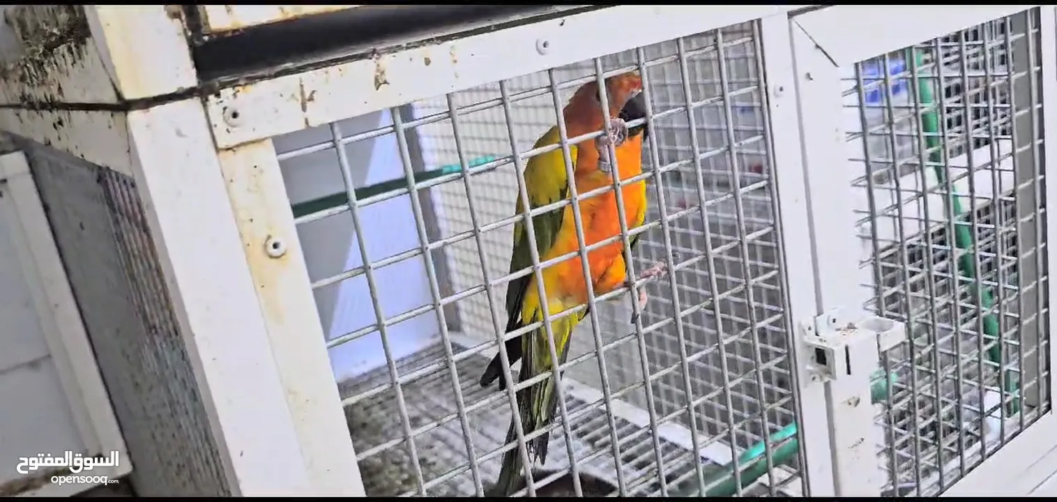 Sunconure breeding Pair with DNA