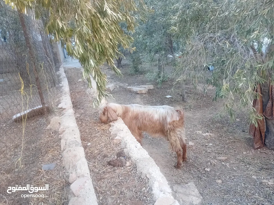 عنز حليب او ضحية .....