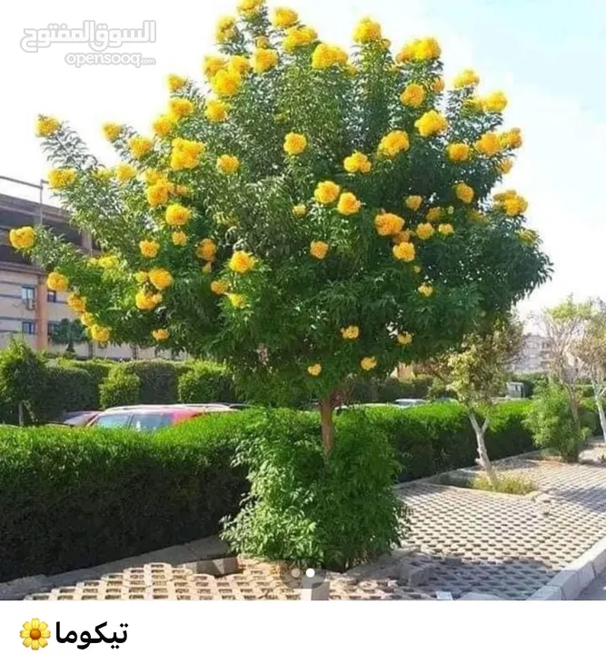 مزرعه للبيع لعدم التفرغ