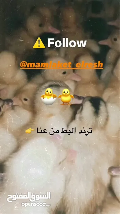 بطبوط صار  متوفر عنا