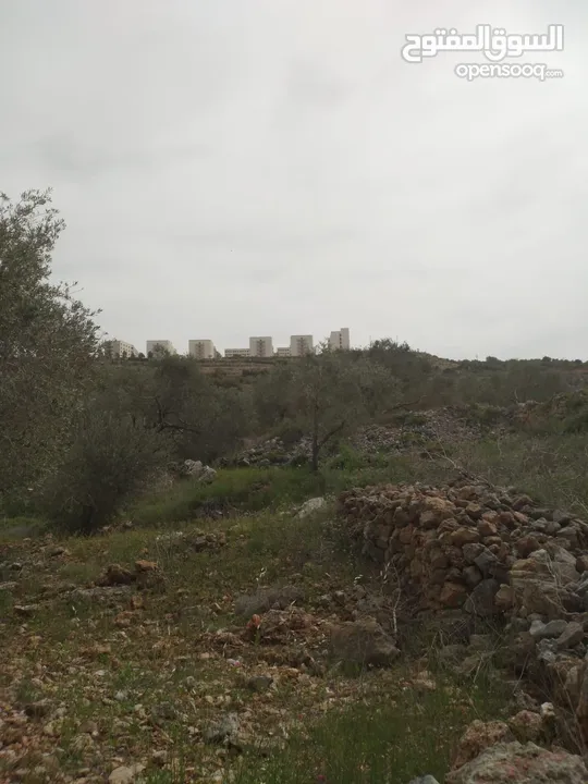 Land for Sale – Marda, Salfit (13.8 Donums)  أرض للبيع – مردة، سلفيت (13.8 دونم)