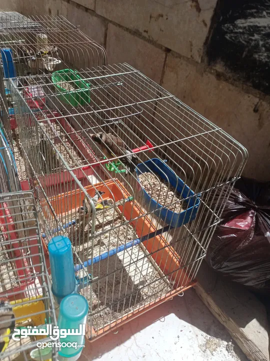 فحول حسون وطواير ترابي وطيرة محجله