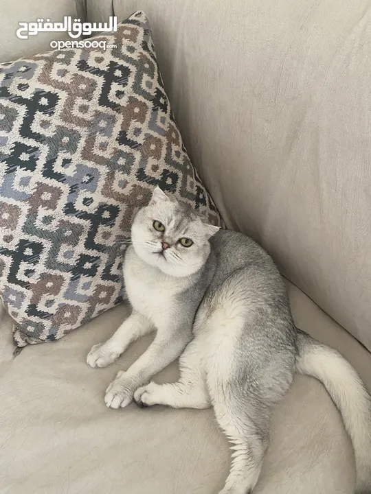 ذكر سكوتش فولد ابيض للتزاوج grey shaded