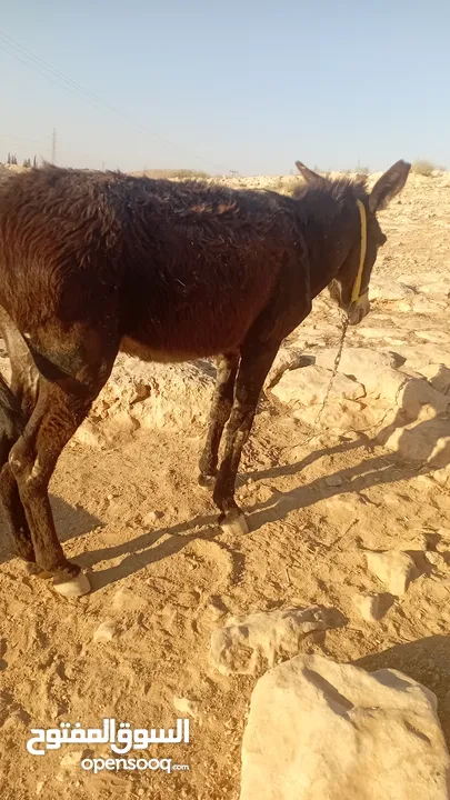 حمار غنم هادي