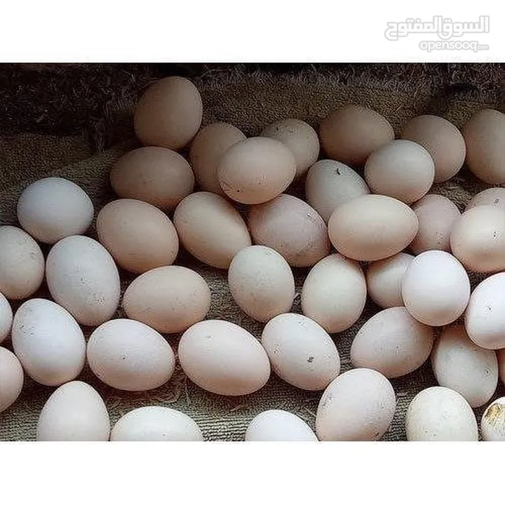 Country chicken eggs  Local eggs uae  بيض بلدي