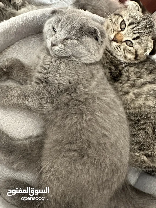 Scottish fold short hair - Amazing color