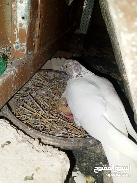 خم حمام اللبيع عشر جواز