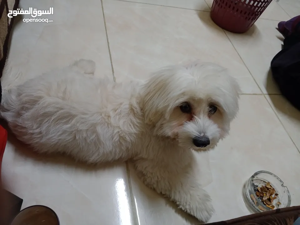 كلب فرنش تيرير للبيع