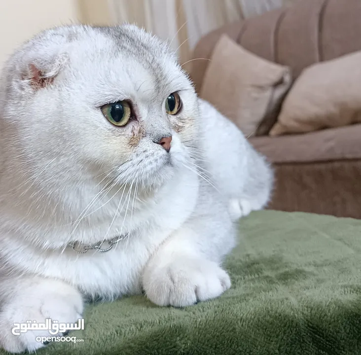 بسم الله ماشاءالله لعشاق االبيور متاح  ذكر سكوتش تربل فولد سيلڤر شيدد مستوى عالي  من اب أصوله مسجله