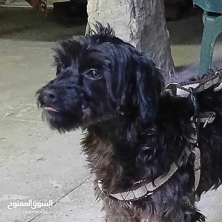 كلب بودل  100دينار