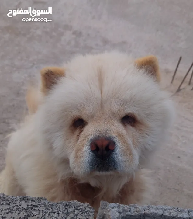 Malle chowchow