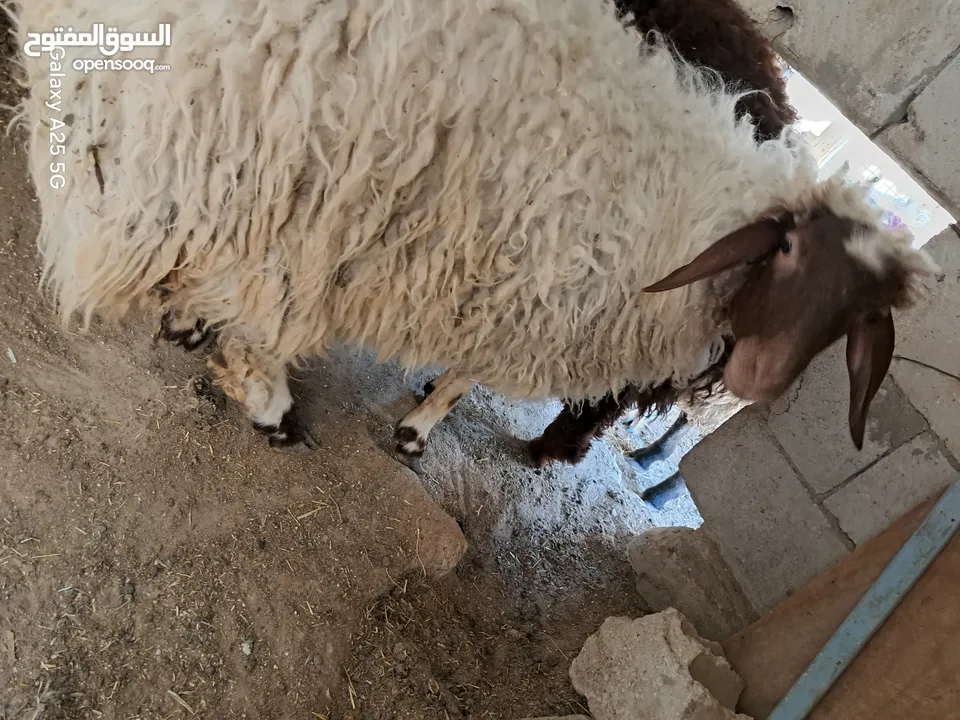 عبوره أسنان اللبن  للبيع  تنفع اضحيه او عقيقه او نذر