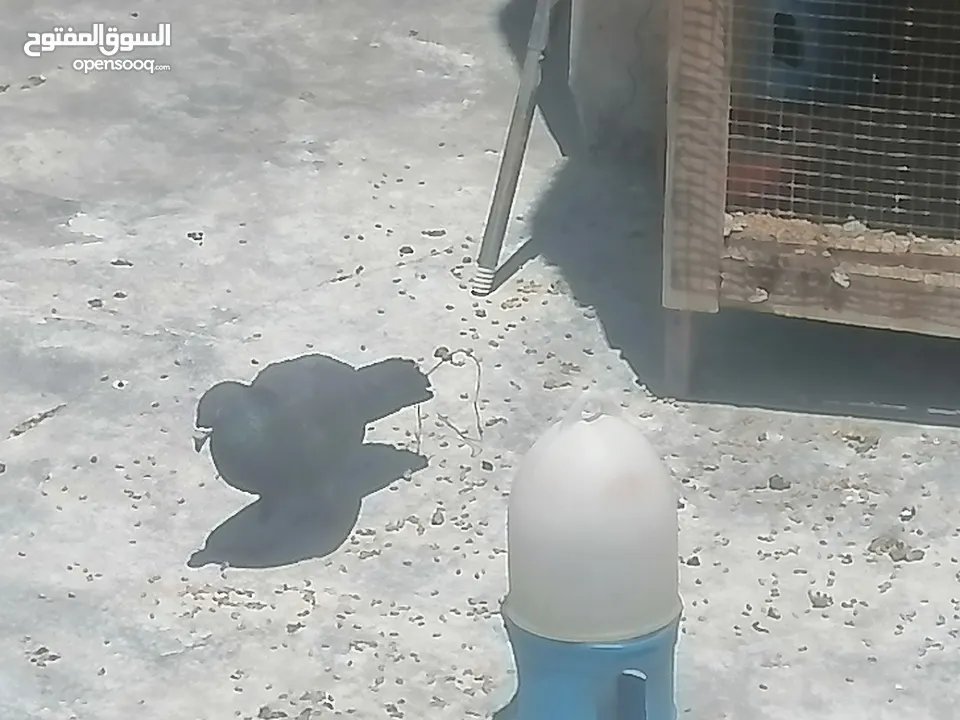 حمام للبيع