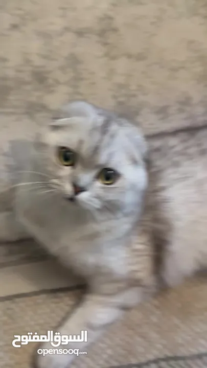 Scottish fold jumbo size