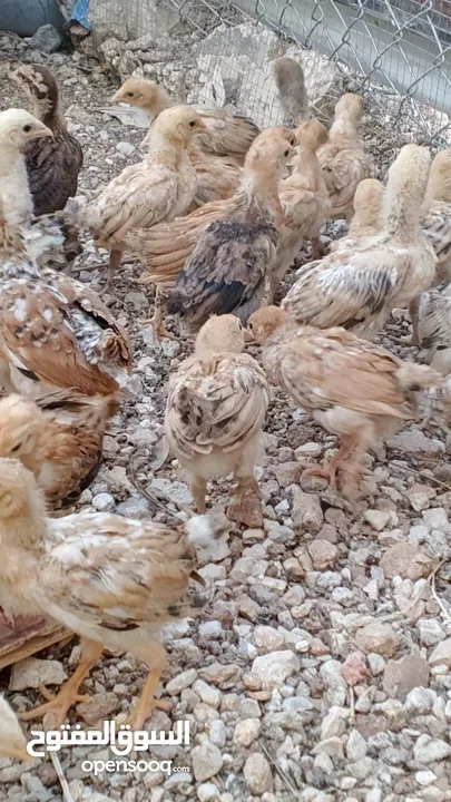 خم حمام بلدي ومعو انواع +صيصان بلدي عمر 33 يوم  للبيع بسعر الحرق الله يبارك لصاحب النصيب