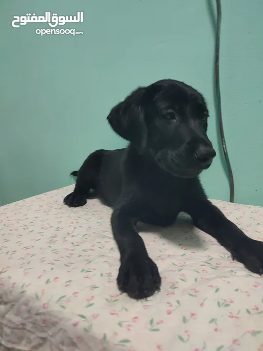 Labrador retriever puppies available