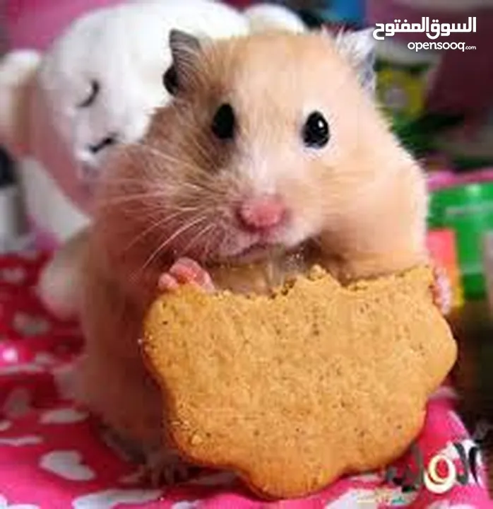 هامستر همستر همتارو  HAMSTER  كراميل مع قفص