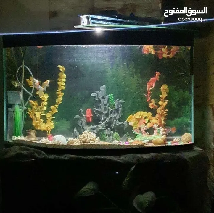 حوض سمك للبيع