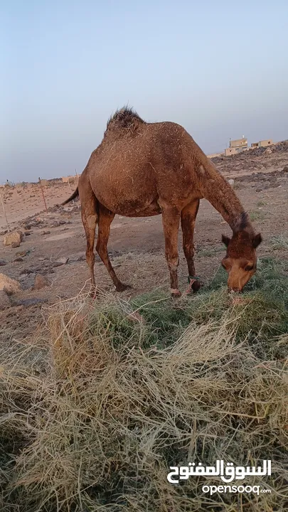 السلام عليكم ورحمه الله موجود اضحيه