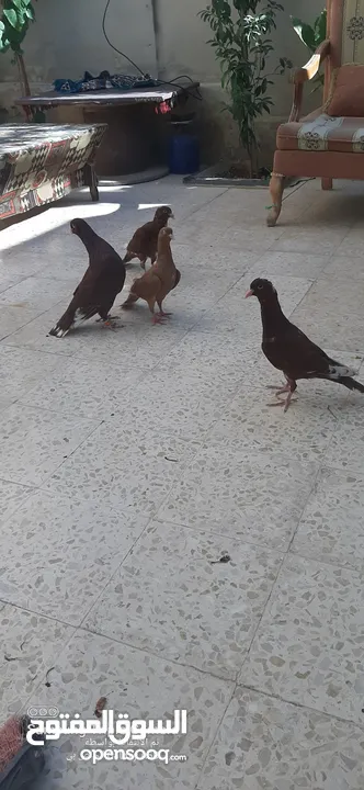 حمام للبيع