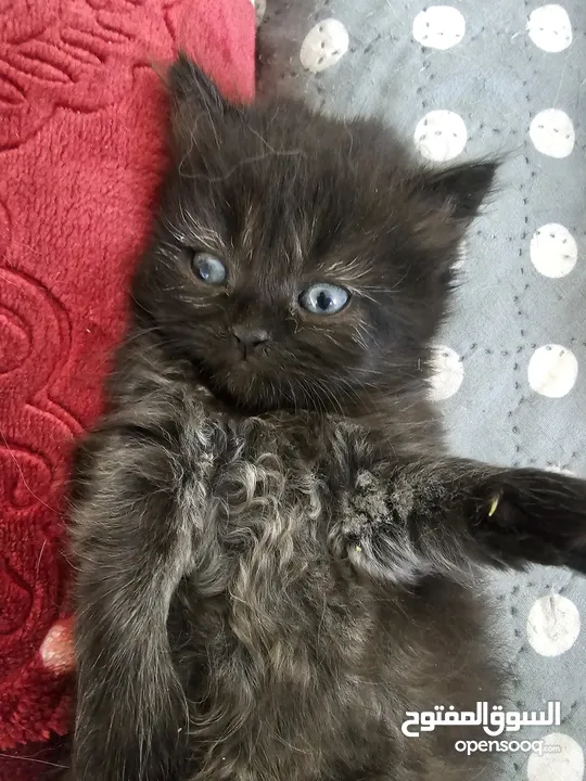 Adorable British Shorthair Kittens Looking for Their Forever Homes – Ready to Join Your Family