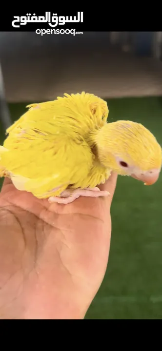 درة اصفر lutino ringneck