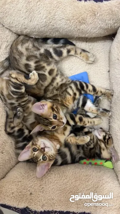 Bengal Kittens - قطط بنغال