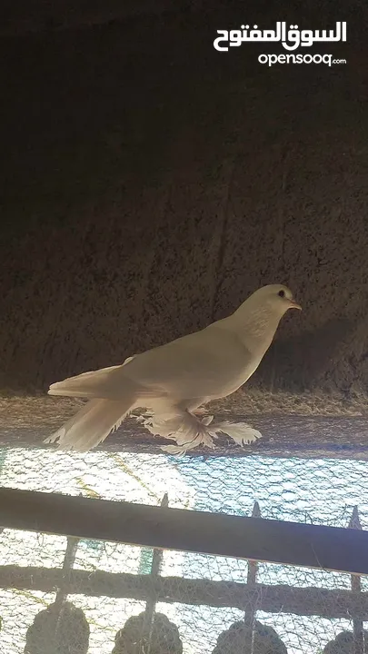 طيره هزاز بندوق فرنسي