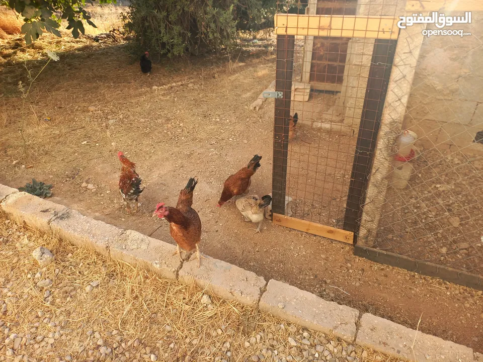 دجاج للبيع البزره القديمه