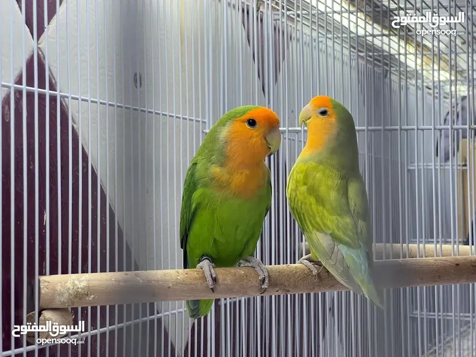 عشاق الطيور عروض مميزة (ببغاء اليف لعائلة محبة للحيوانات )