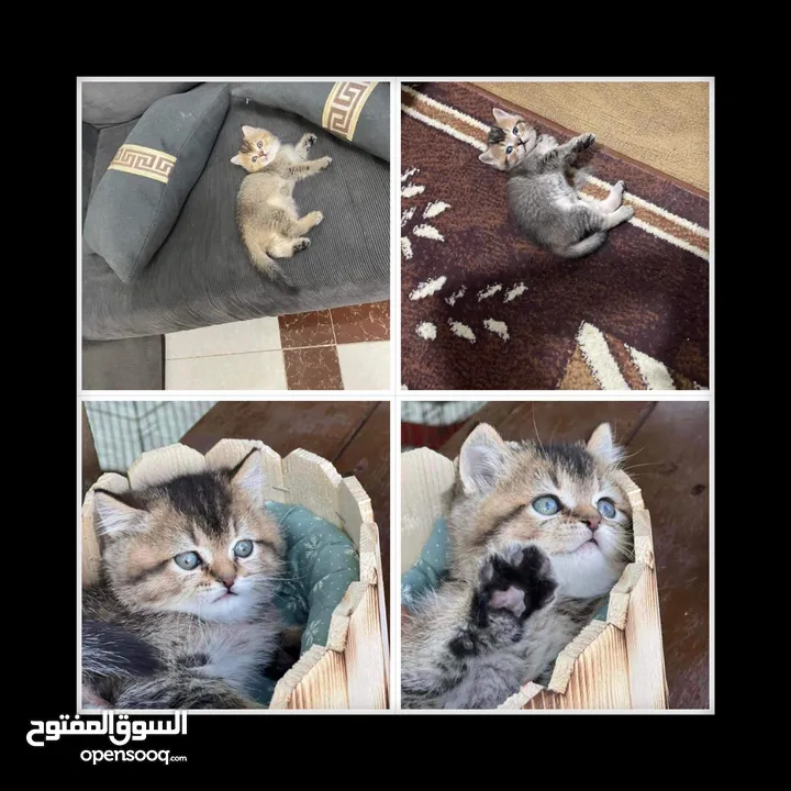 سكوتش ستريت جولدن ny 24