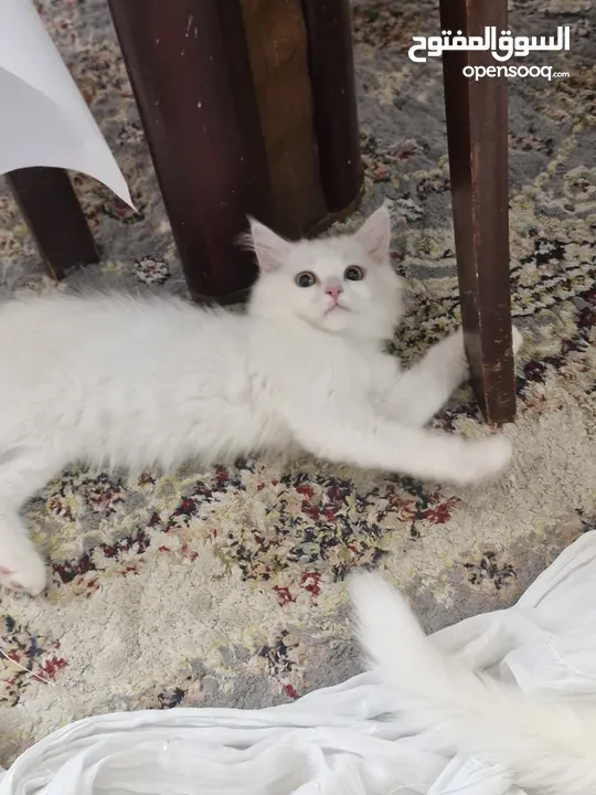 Turkish angora kitten