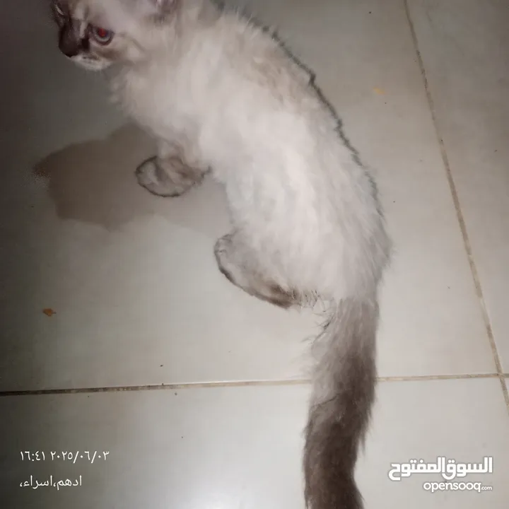 قط هاملاي ذكر للبيع