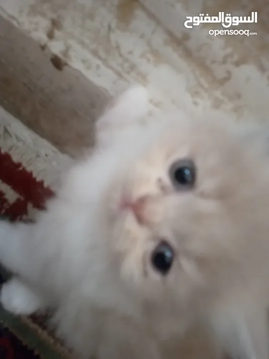 قطط للبيع همالايا للبيع ما شاء الله