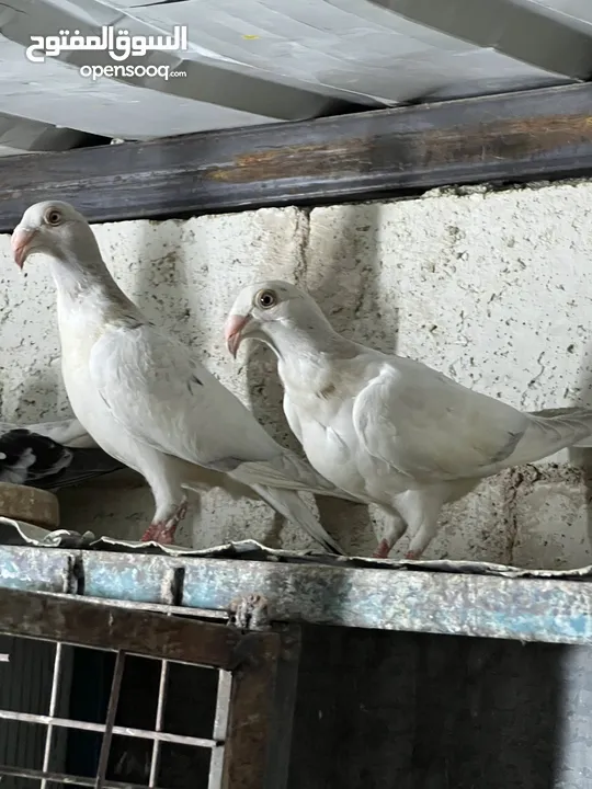 فراخ للبيع