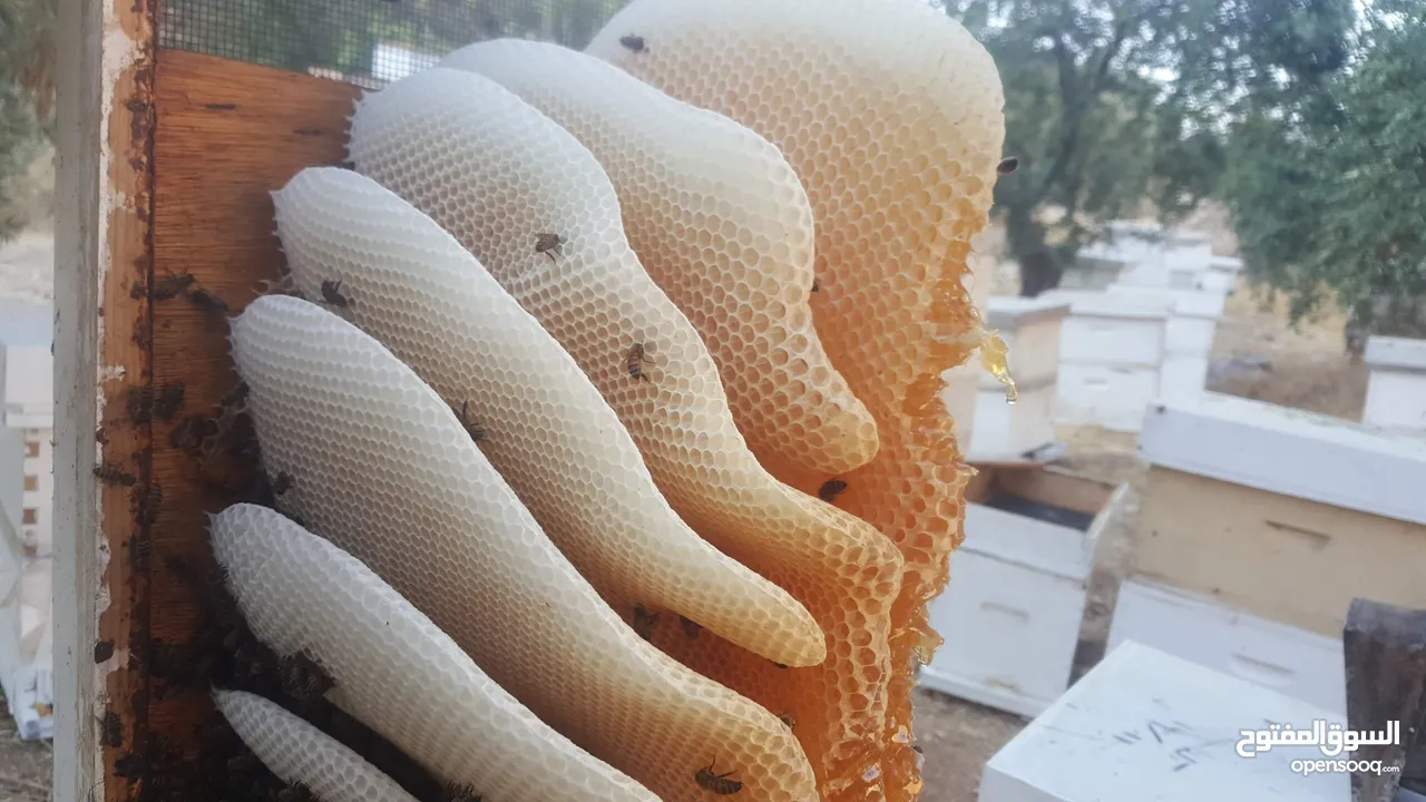 عسل طبيعي حر 100%