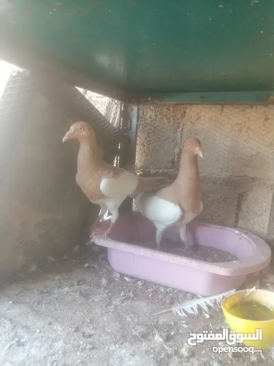 جوزين يهودي جوز اصفر وجوز احمر على صفره