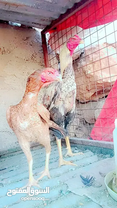 متاح بيض باكستاني خط اول..
