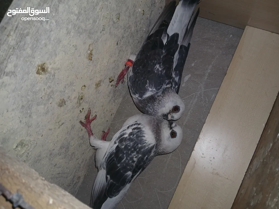 4 جواز شغاله  وفحل مكفوله للبيع دون الفراخ 35 دينار كوم