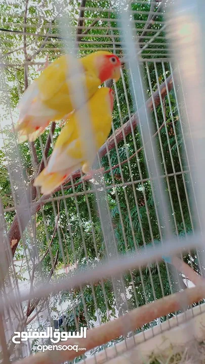 طيور حب و روز و فيشر