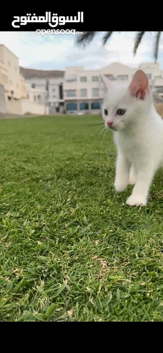 Turkish angora kittens